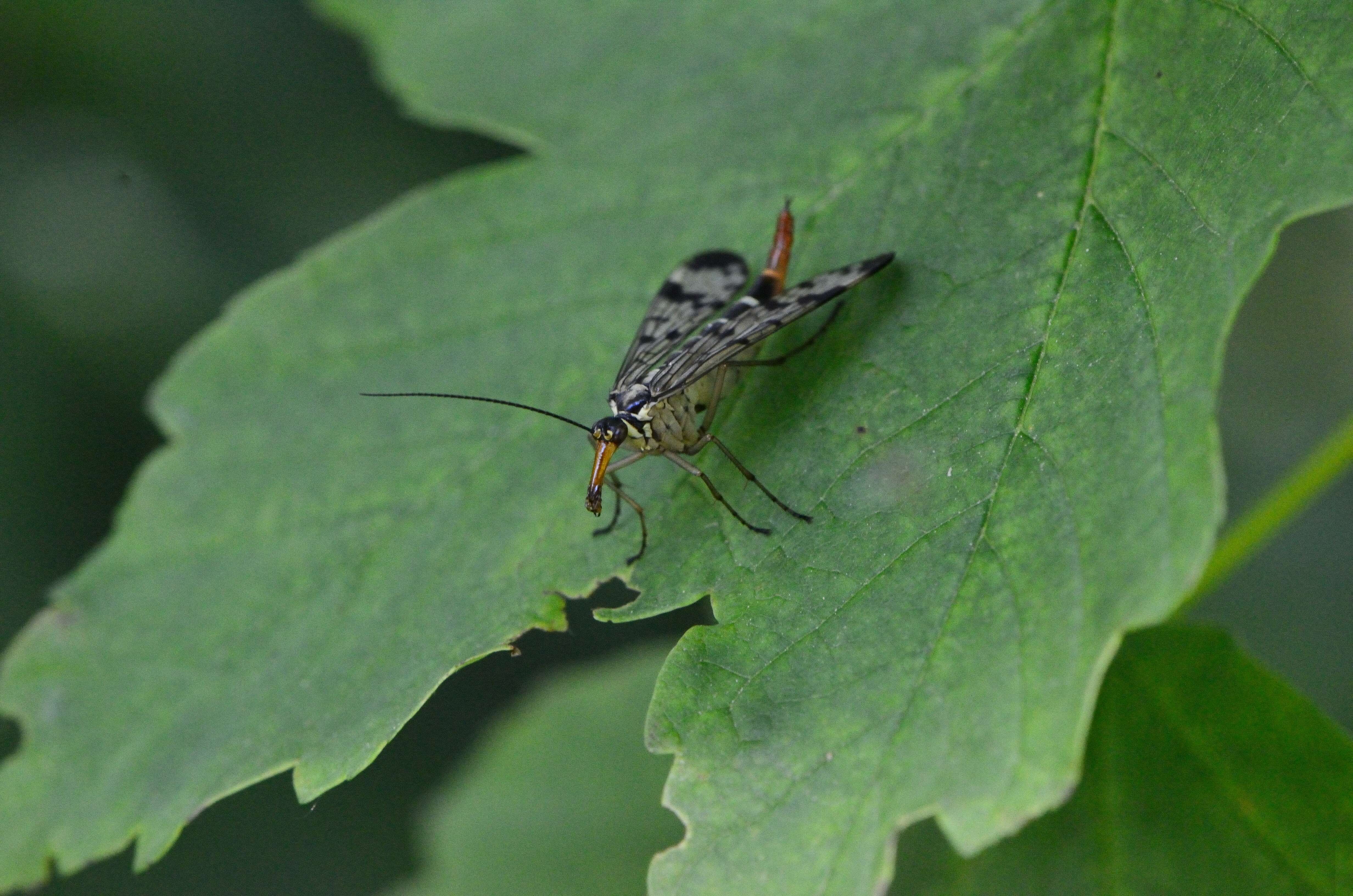 Image of common scorpionflies