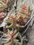 Image of White Stonecrop