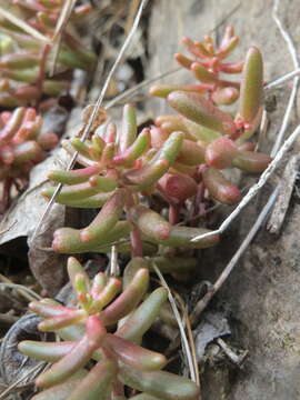 Image of White Stonecrop