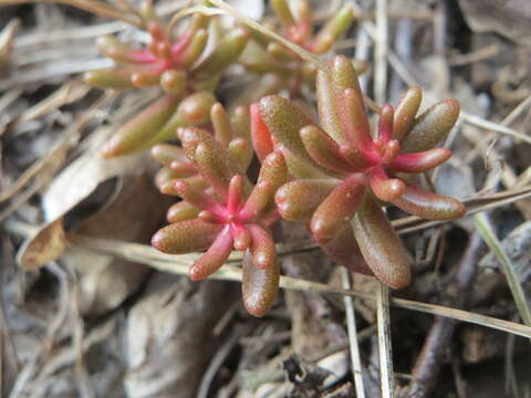 Image of White Stonecrop