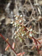 Image of White Stonecrop