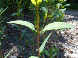 Image of Indian-hemp