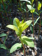 Image of Indian-hemp