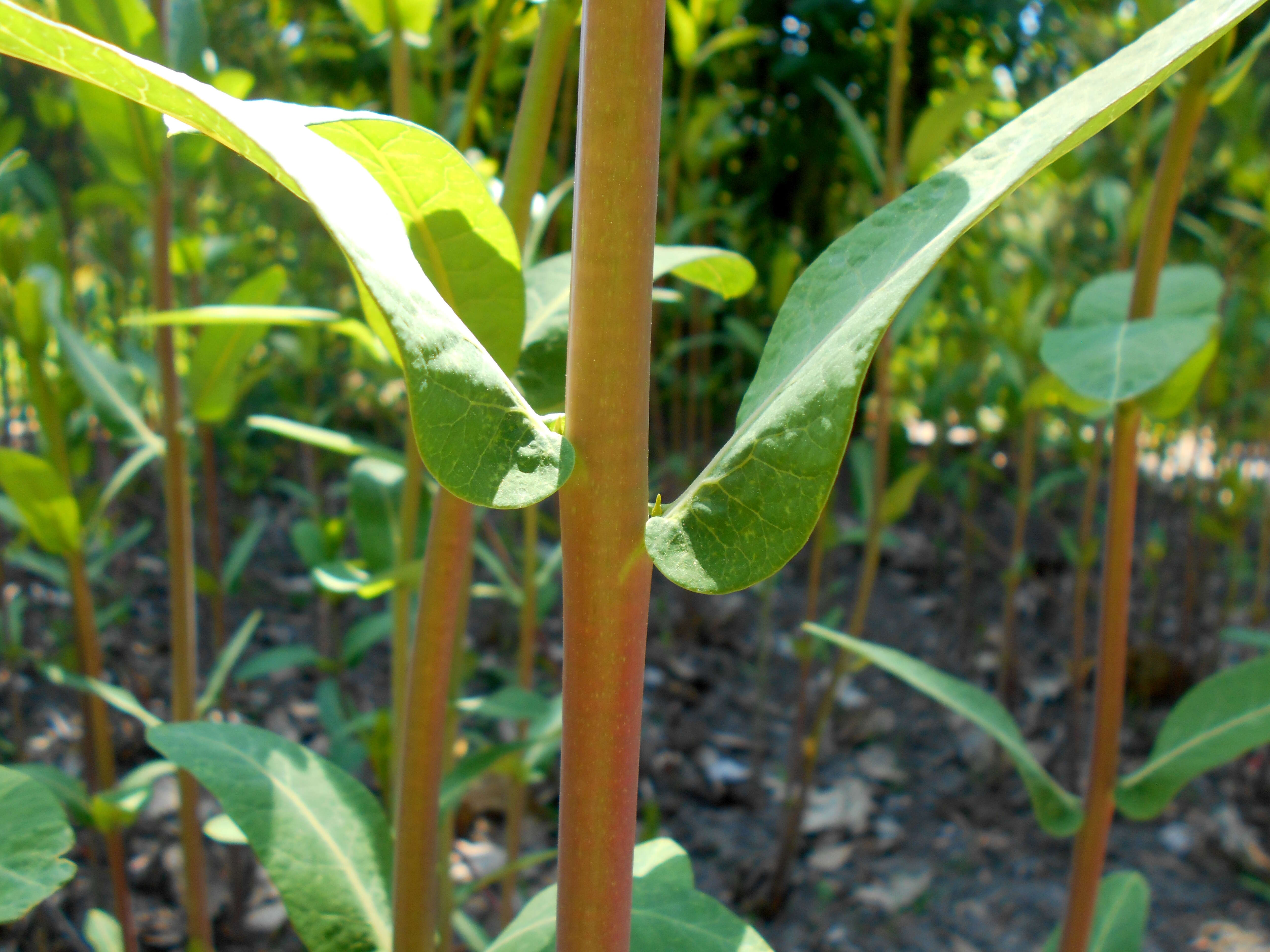 Image of Indian-hemp