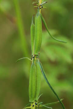 Image of Sesamum triphyllum Welw. ex Aschers.