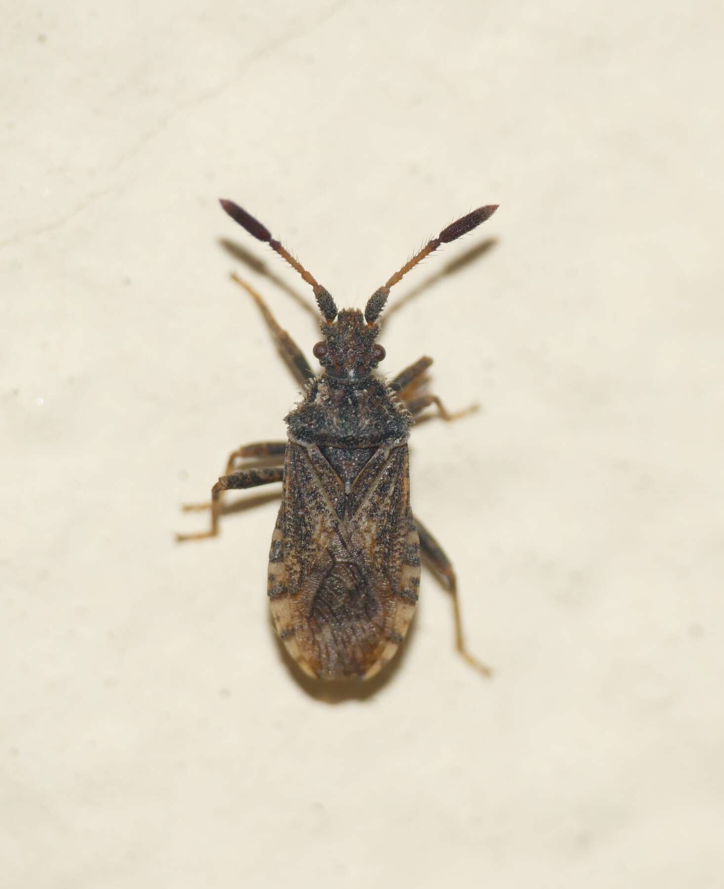 Image of Strobilotoma typhaecornis (Fabricius 1803)