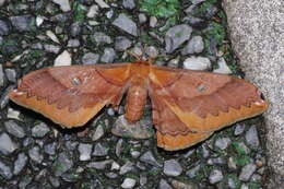 Image of Saturnia (Rinaca) japonica ryukyensis Inoue 1984