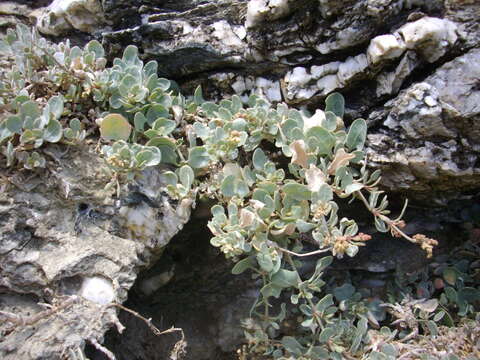 Image of sea-purslane