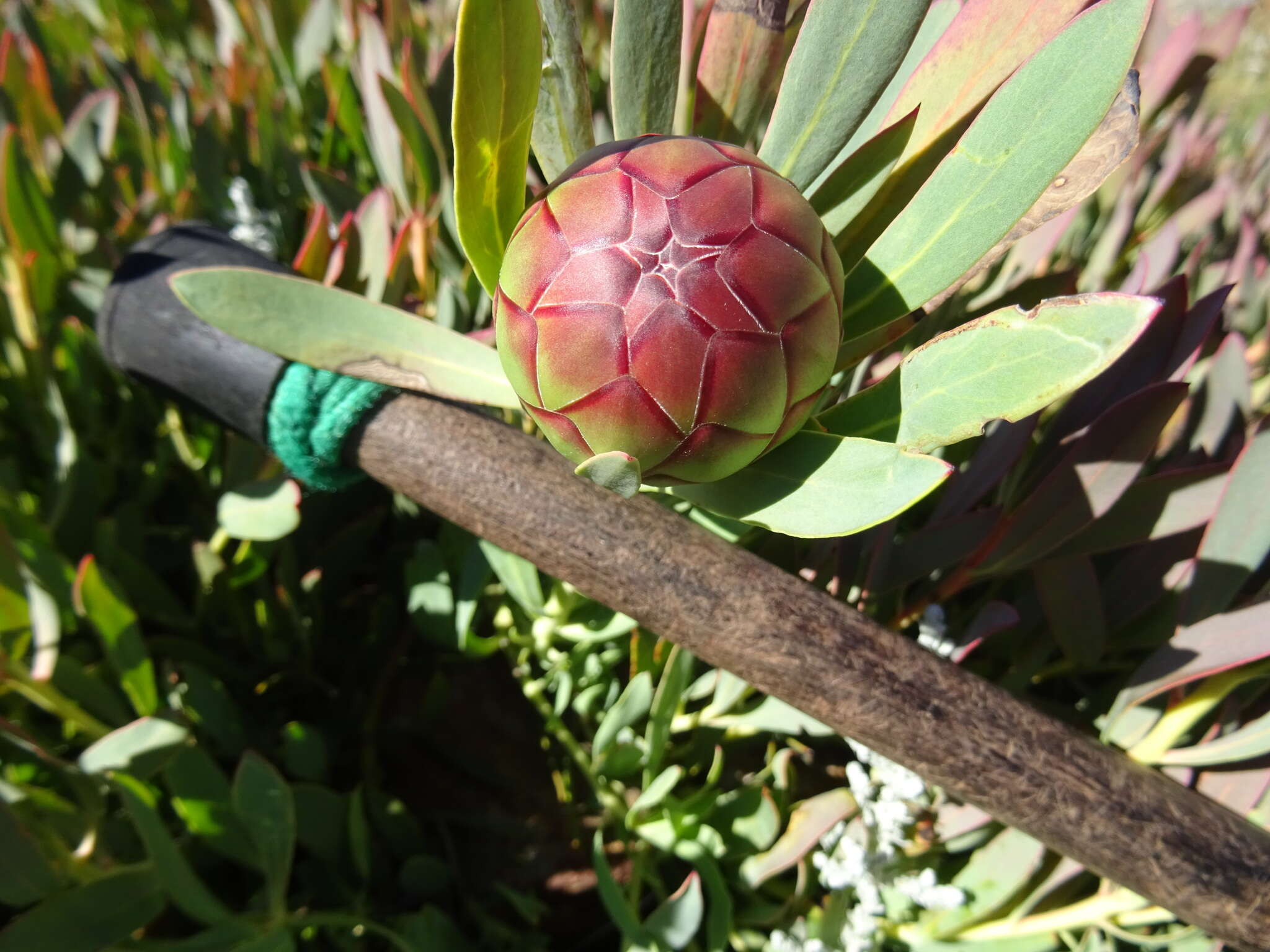 Image of Protea effusa E. Mey. ex Meissn.