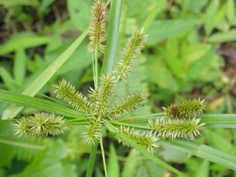 Imagem de Cyperus cyperoides (L.) Kuntze