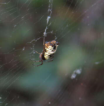 Image of White Micrathena