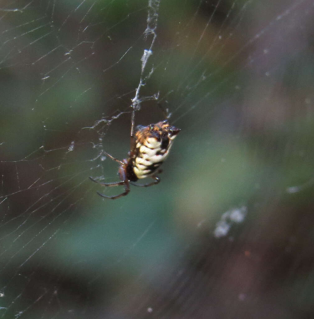 Image of White Micrathena