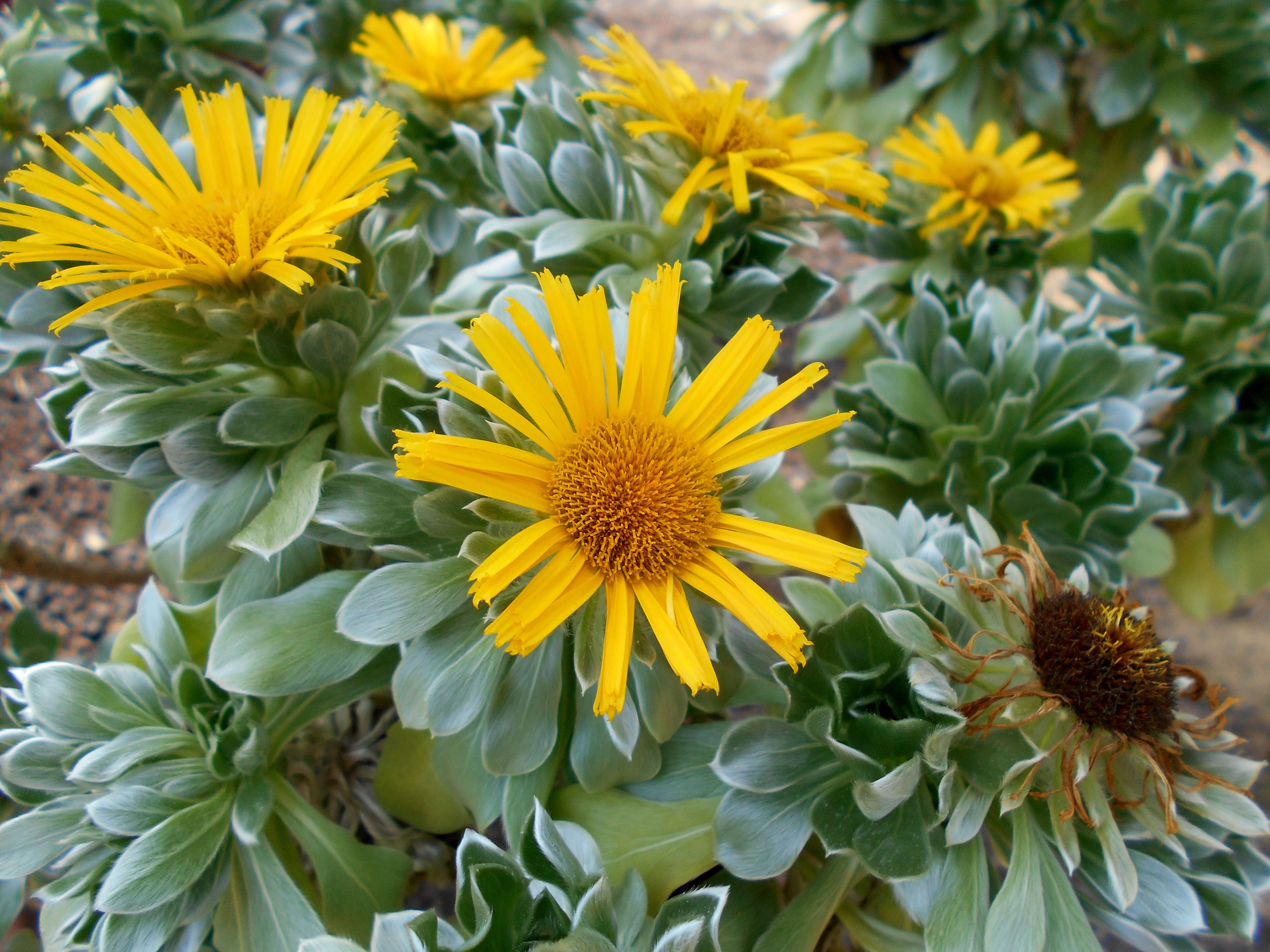 Image of Asteriscus sericeus (L. fil.) DC.