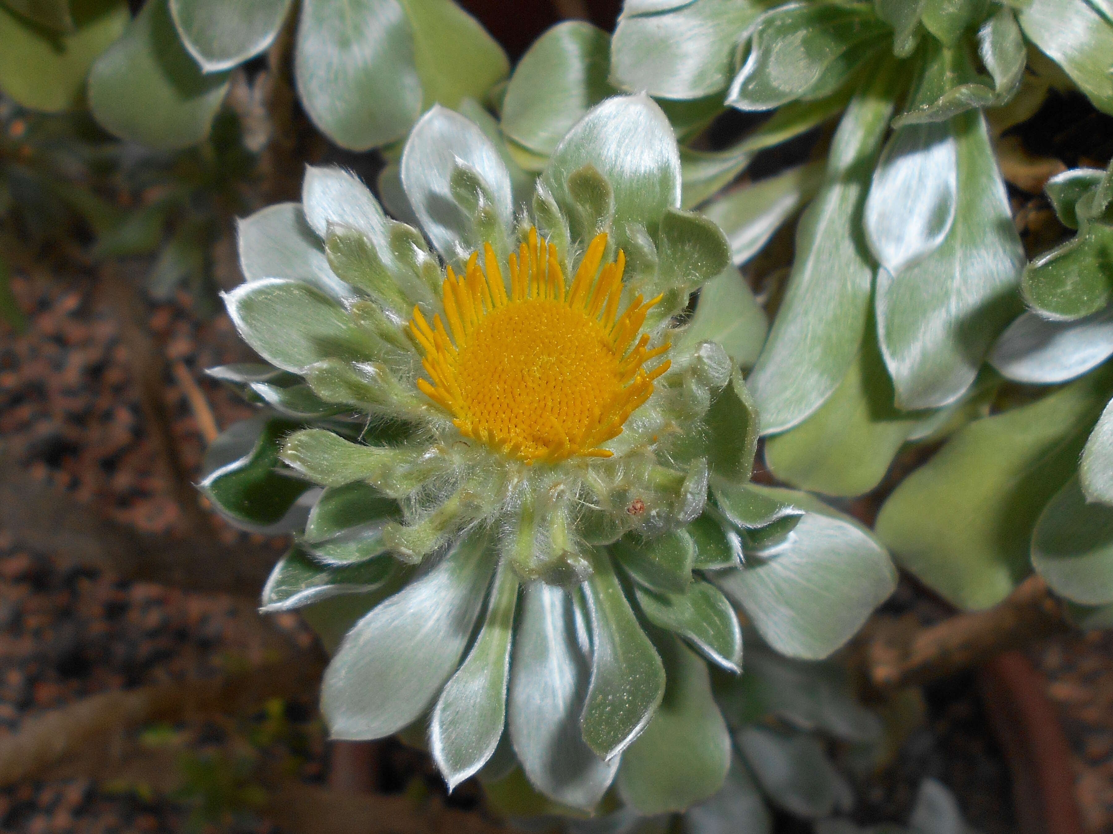 Image of Asteriscus sericeus (L. fil.) DC.