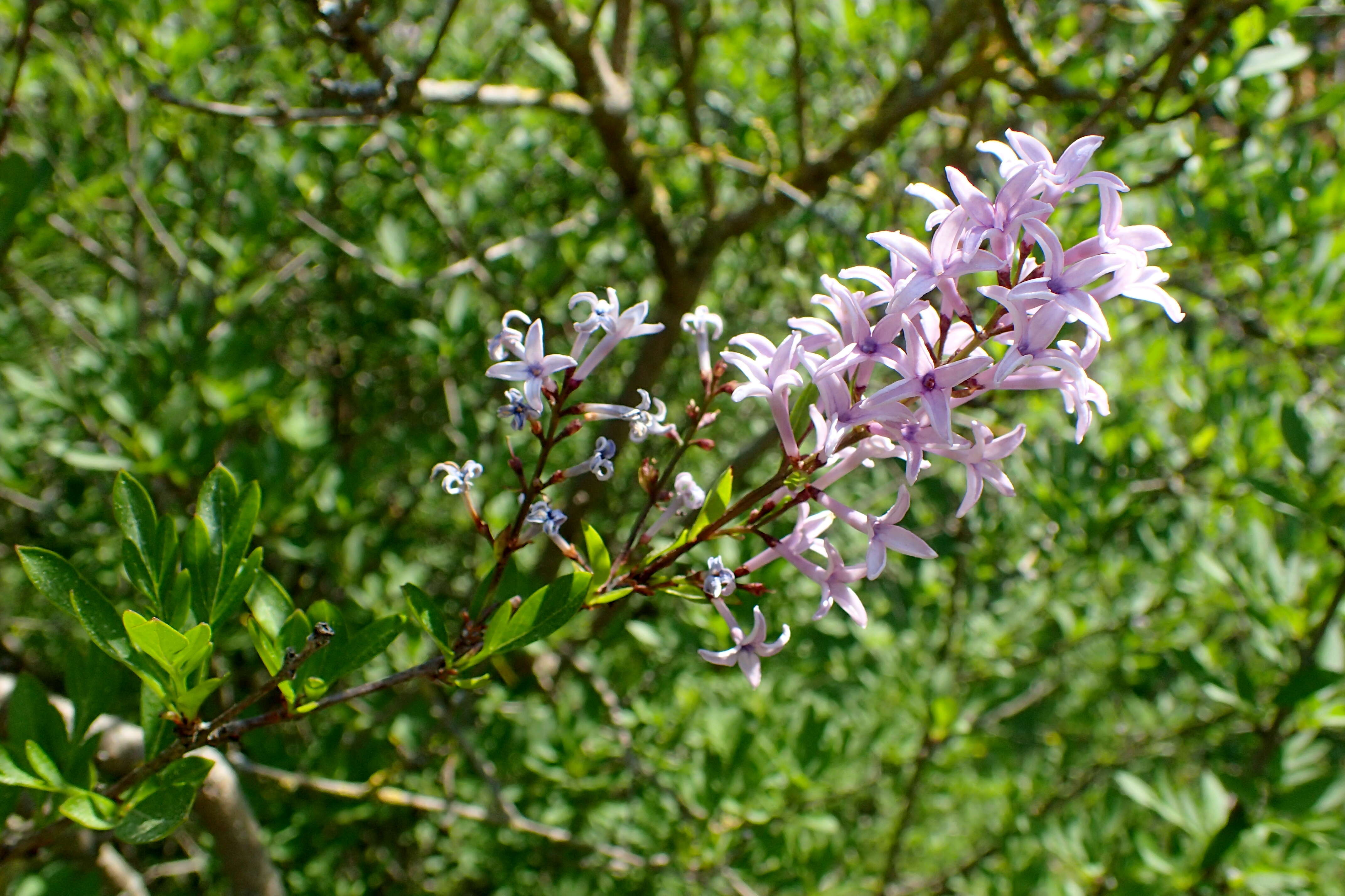 Image de Syringa persica L.