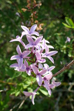 Image of Persian lilac