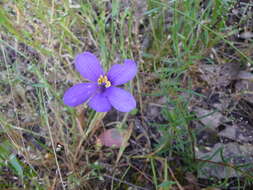 Image de Cheiranthera linearis A. Cunn.