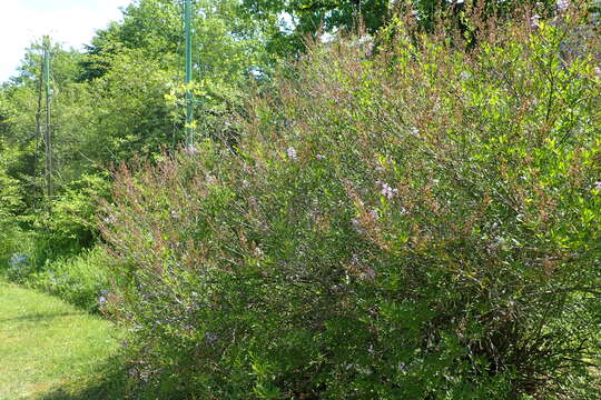 Image de Syringa persica L.