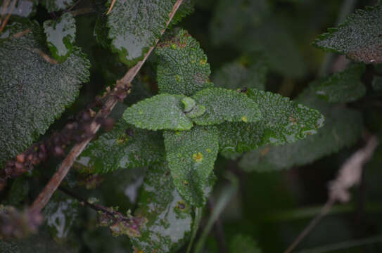 Imagem de Puccinia annularis (F. Strauss) G. Winter 1881