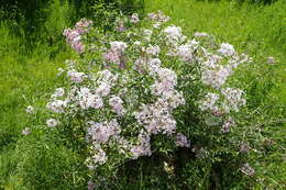 Image de Syringa persica L.