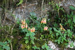 Kalanchoe porphyrocalyx (Bak.) Baill. resmi