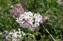 Image de Syringa persica L.