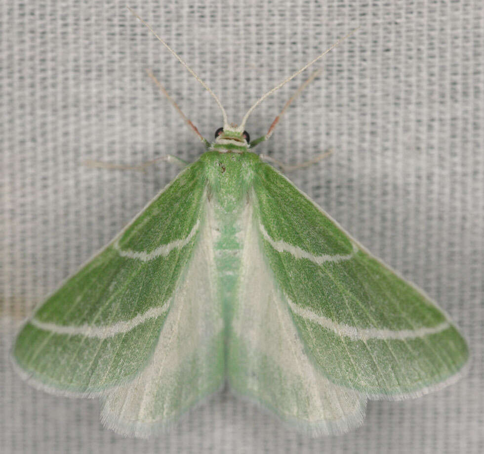 Image of Synchlora bistriaria (Packard 1876)
