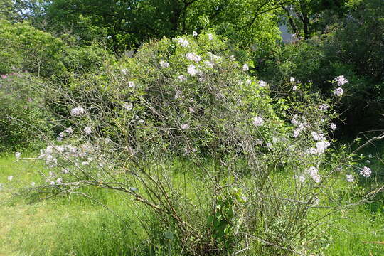 Image of Persian lilac