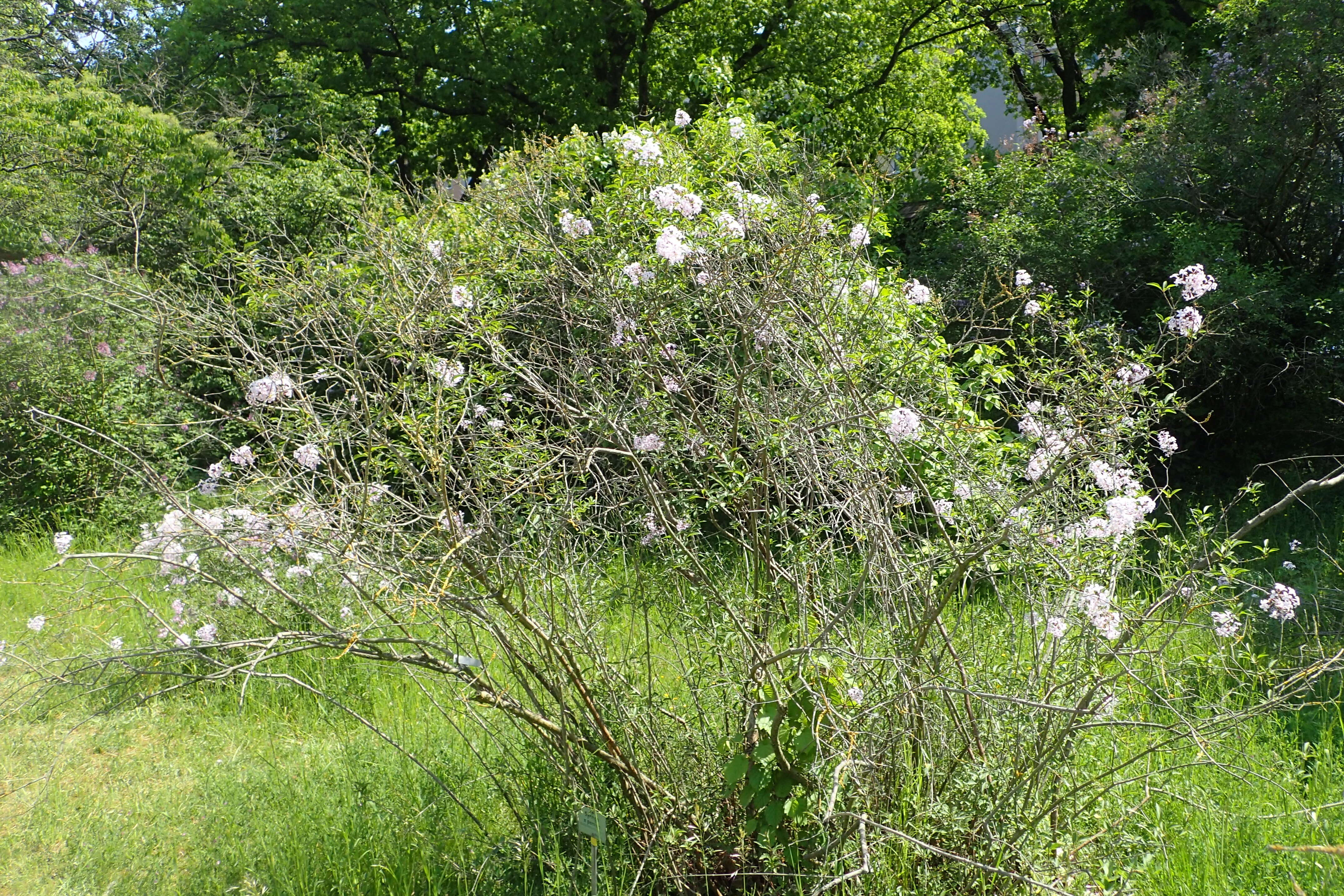 Image de Syringa persica L.