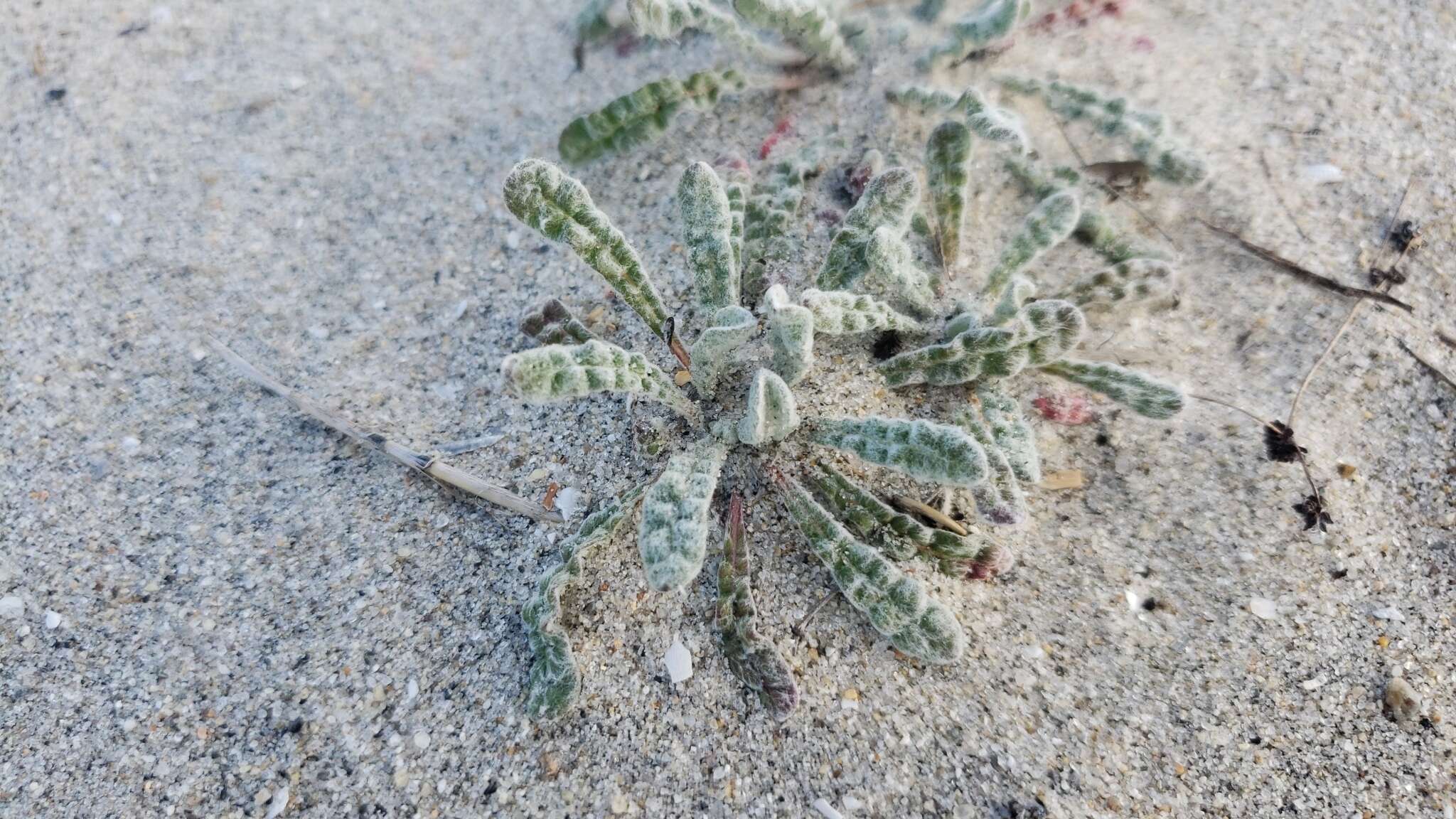 Image of cottonheads