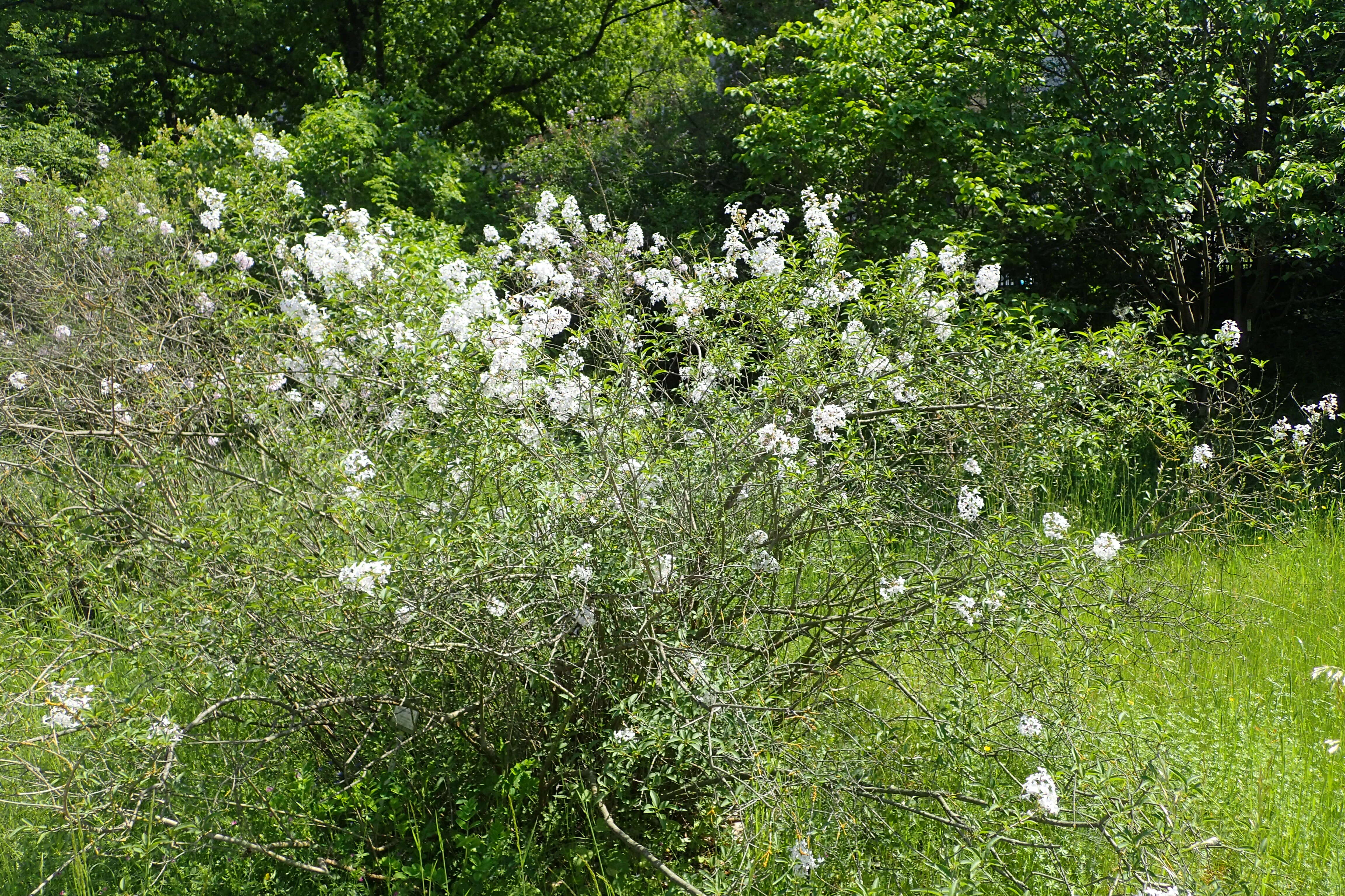 Image de Syringa persica L.