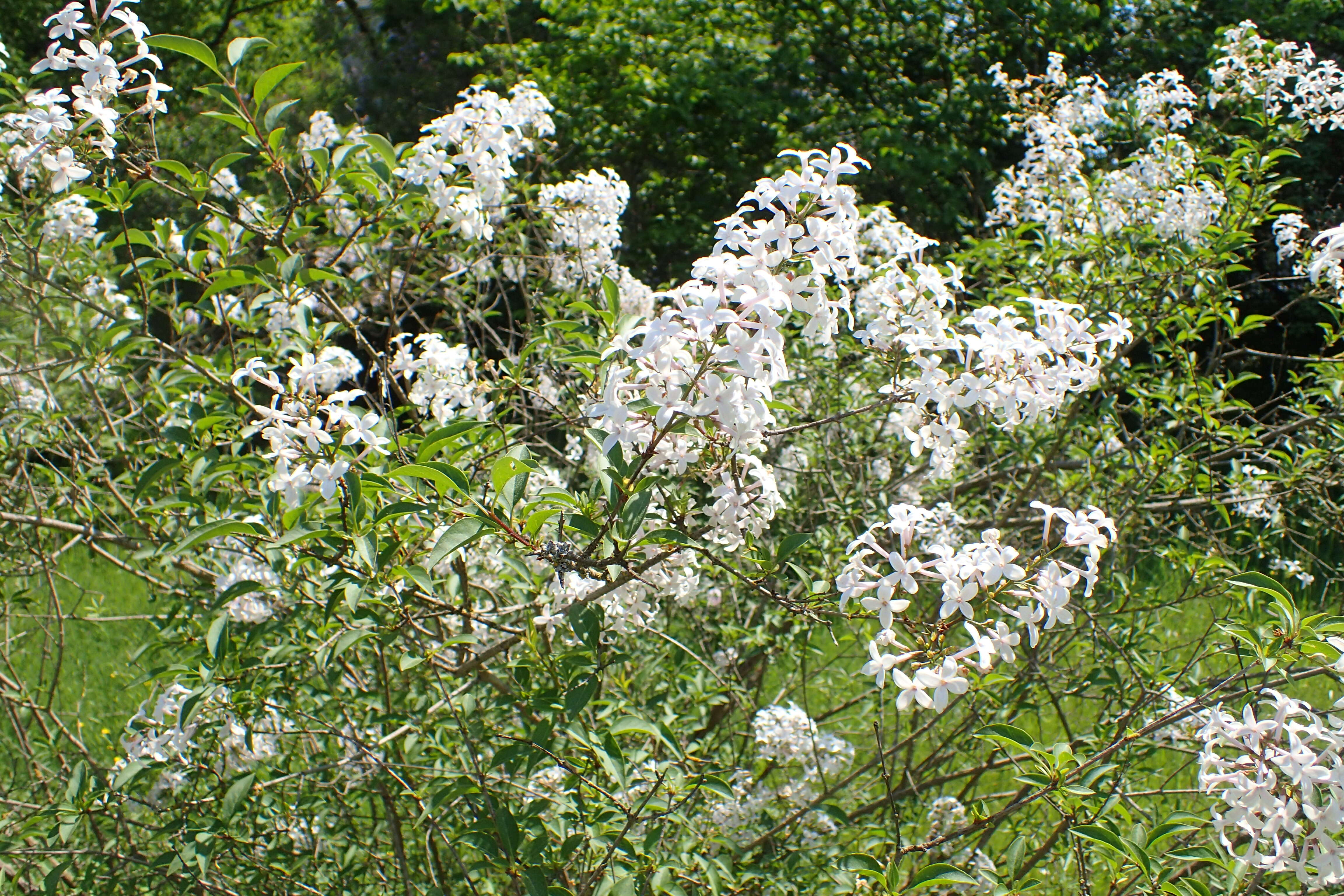 Image de Syringa persica L.