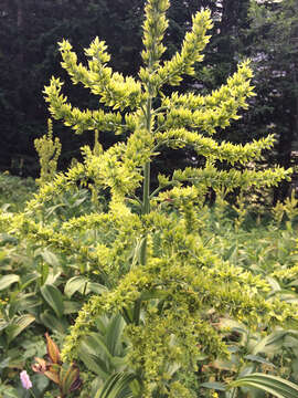 Image of White Hellebore