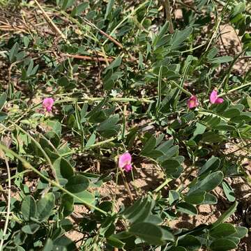 Image of Tephrosia purpurea subsp. leptostachya (DC.) Brummitt