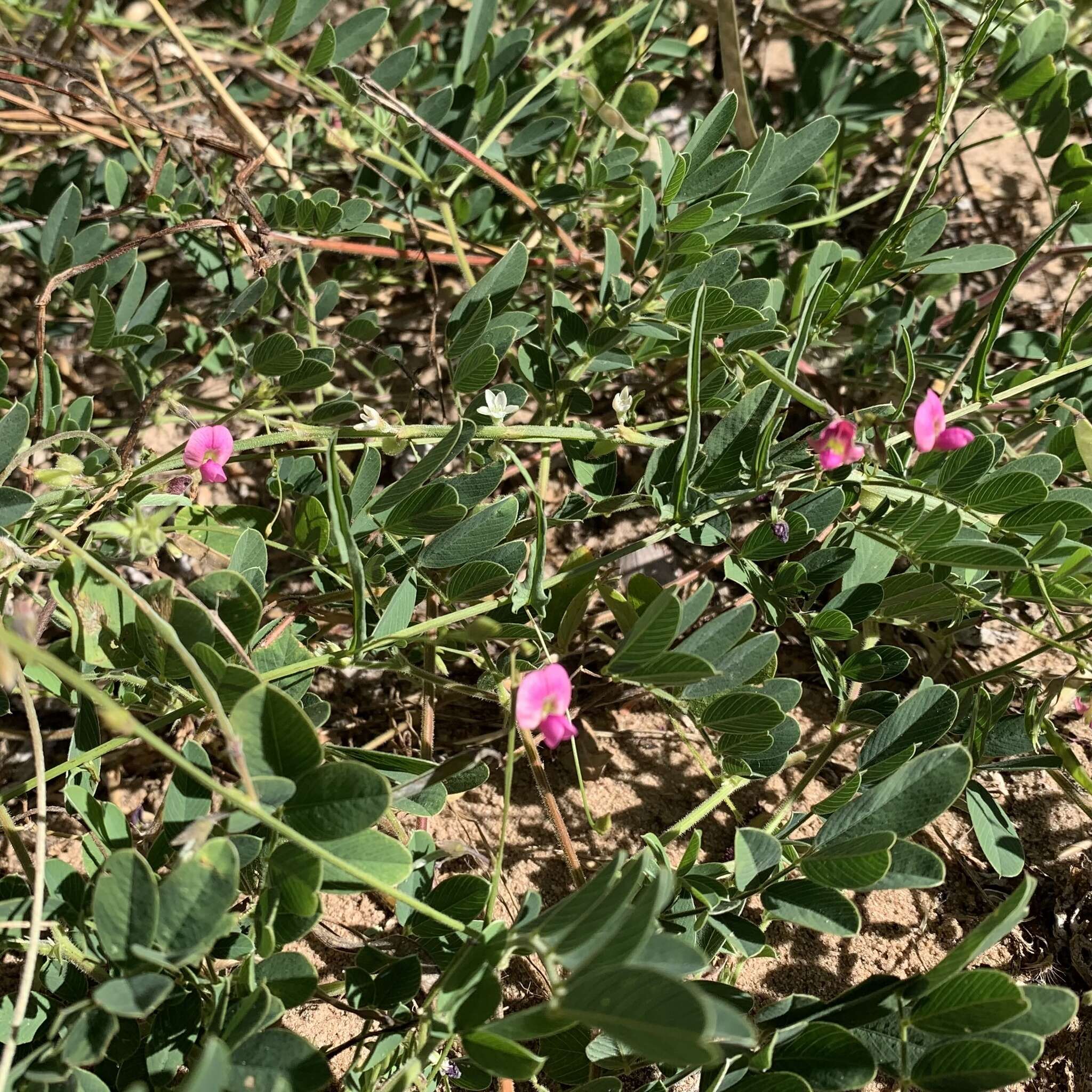 Слика од Tephrosia purpurea subsp. leptostachya (DC.) Brummitt