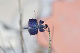 Слика од Rhyothemis triangularis Kirby 1889