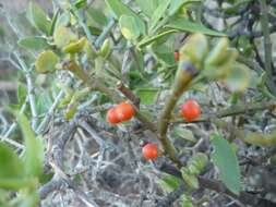 Image de Viscum rotundifolium L. fil.