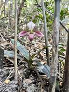 Image of Purple Paphiopedilum