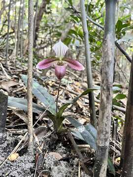 Image de Paphiopedilum purpuratum (Lindl.) Stein