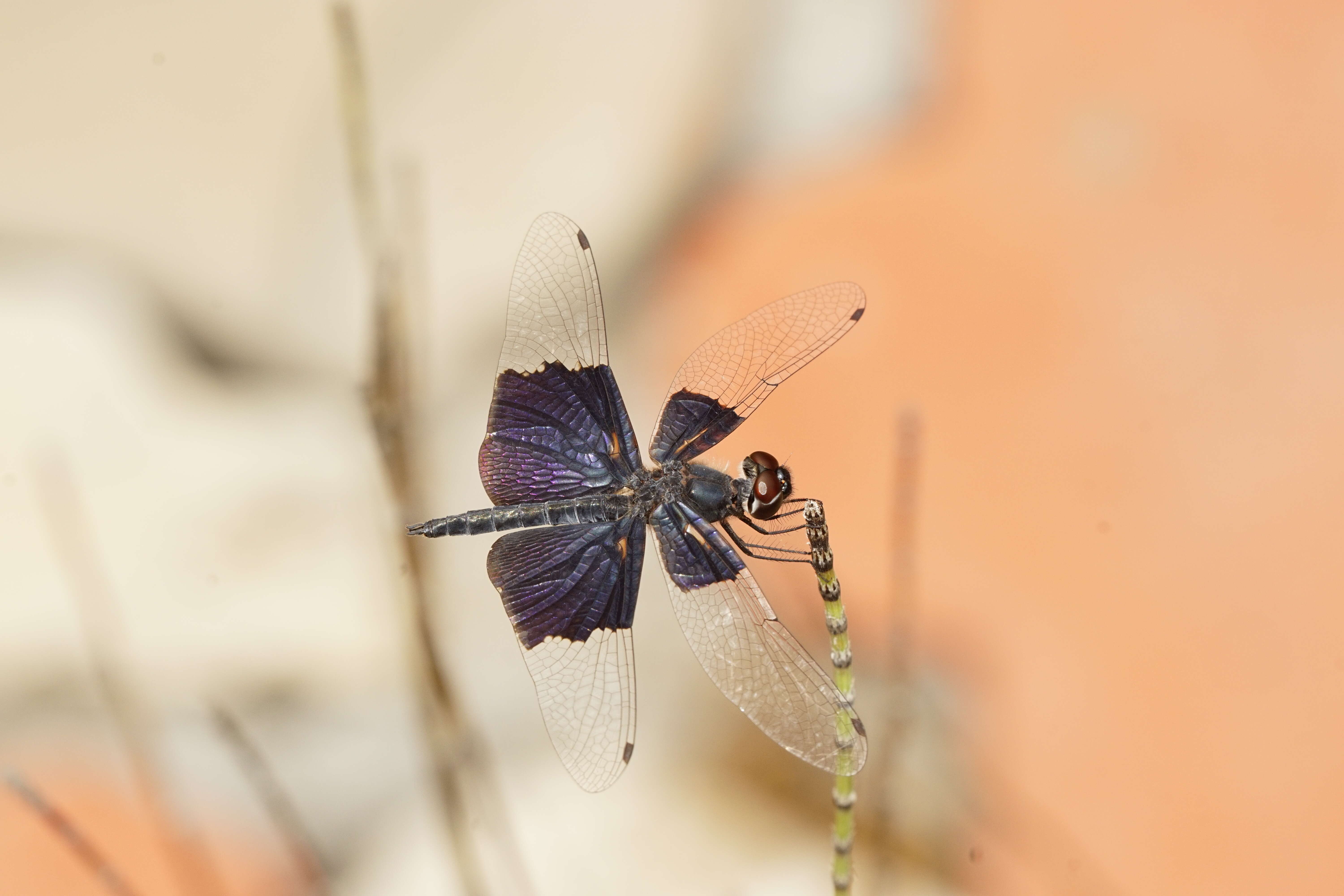 Слика од Rhyothemis triangularis Kirby 1889