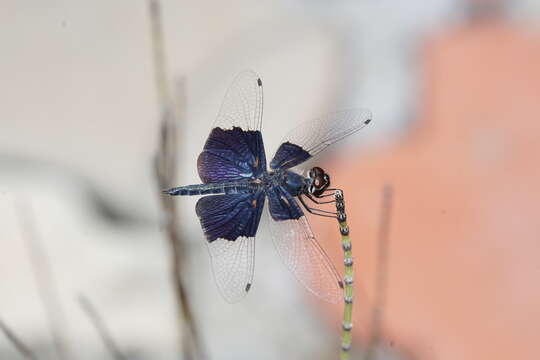 Слика од Rhyothemis triangularis Kirby 1889