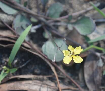 Image of Goodenia hederacea Sm.