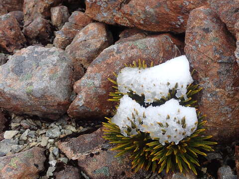 Imagem de Aciphylla dobsonii Hook. fil.