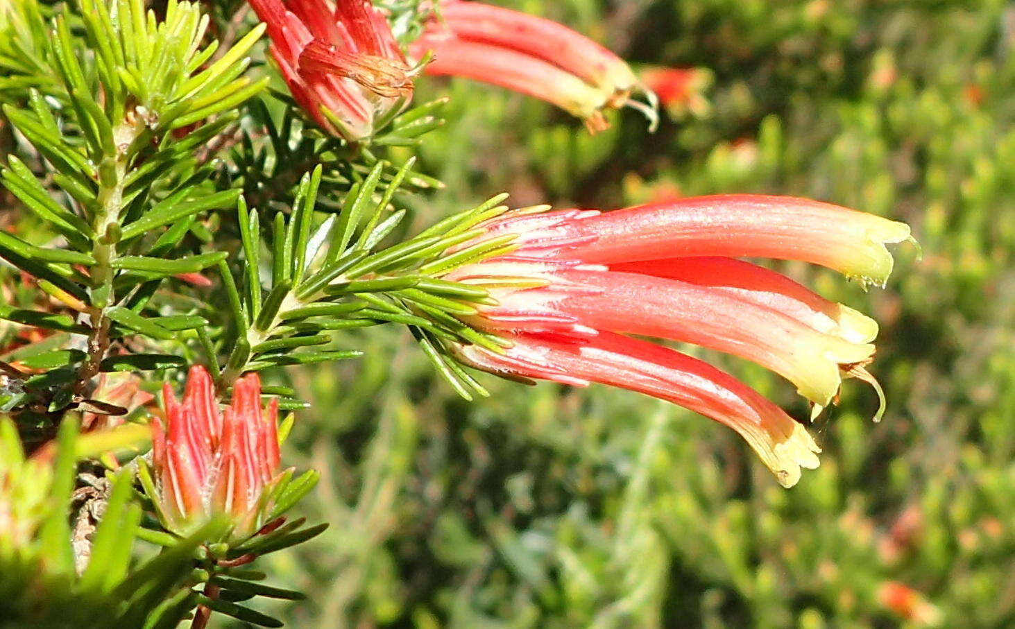 Image of Erica unicolor subsp. georgensis E. G. H. Oliv. & I. M. Oliv.