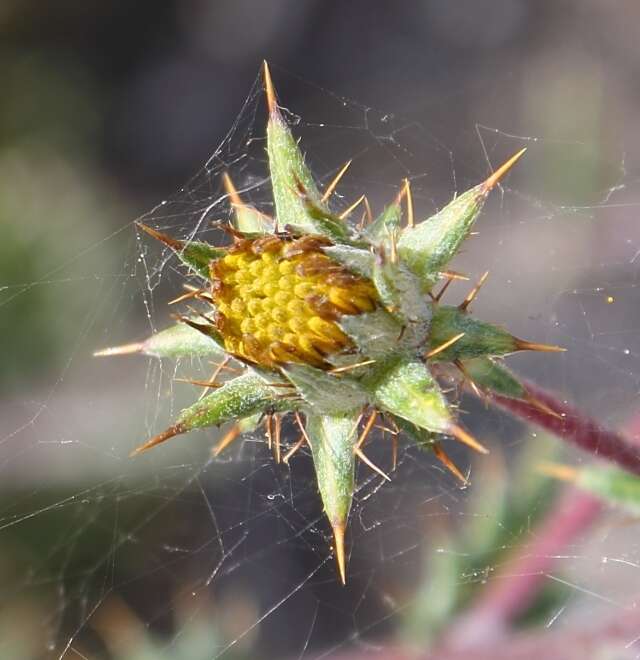 Image of prickly gousblom