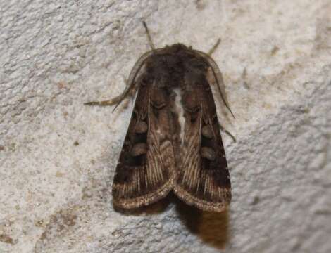 Image of Agrotis bilitura