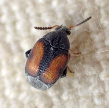 Image of Leaf beetle