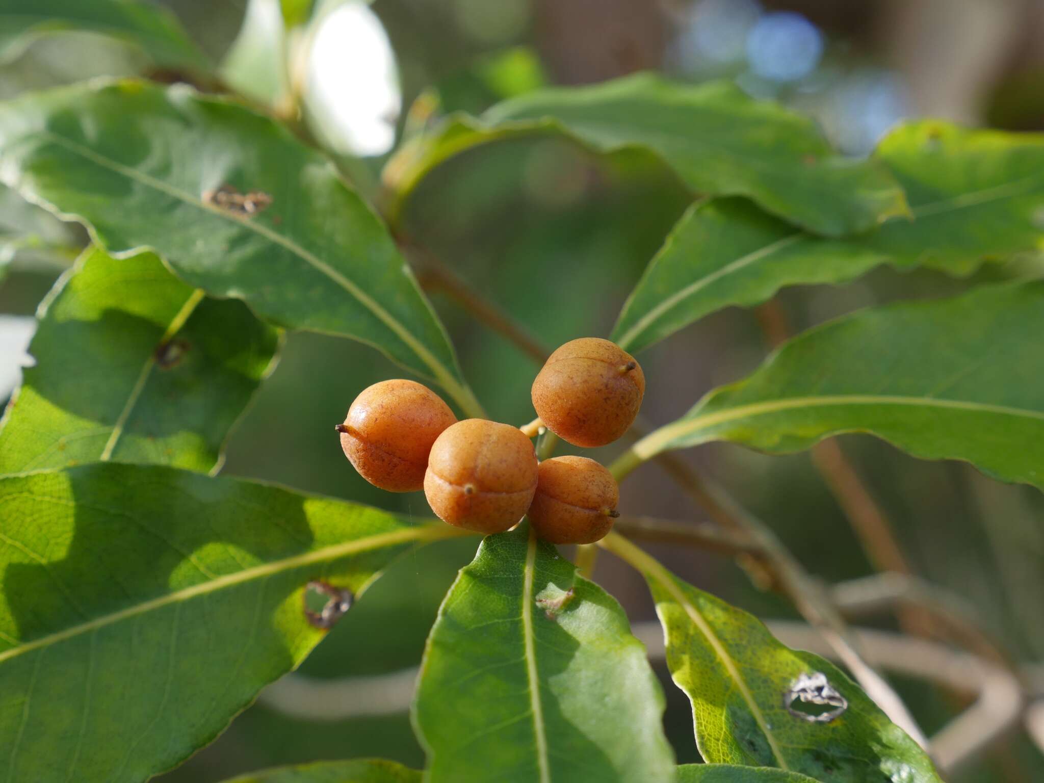 صورة Pittosporum undulatum Vent.