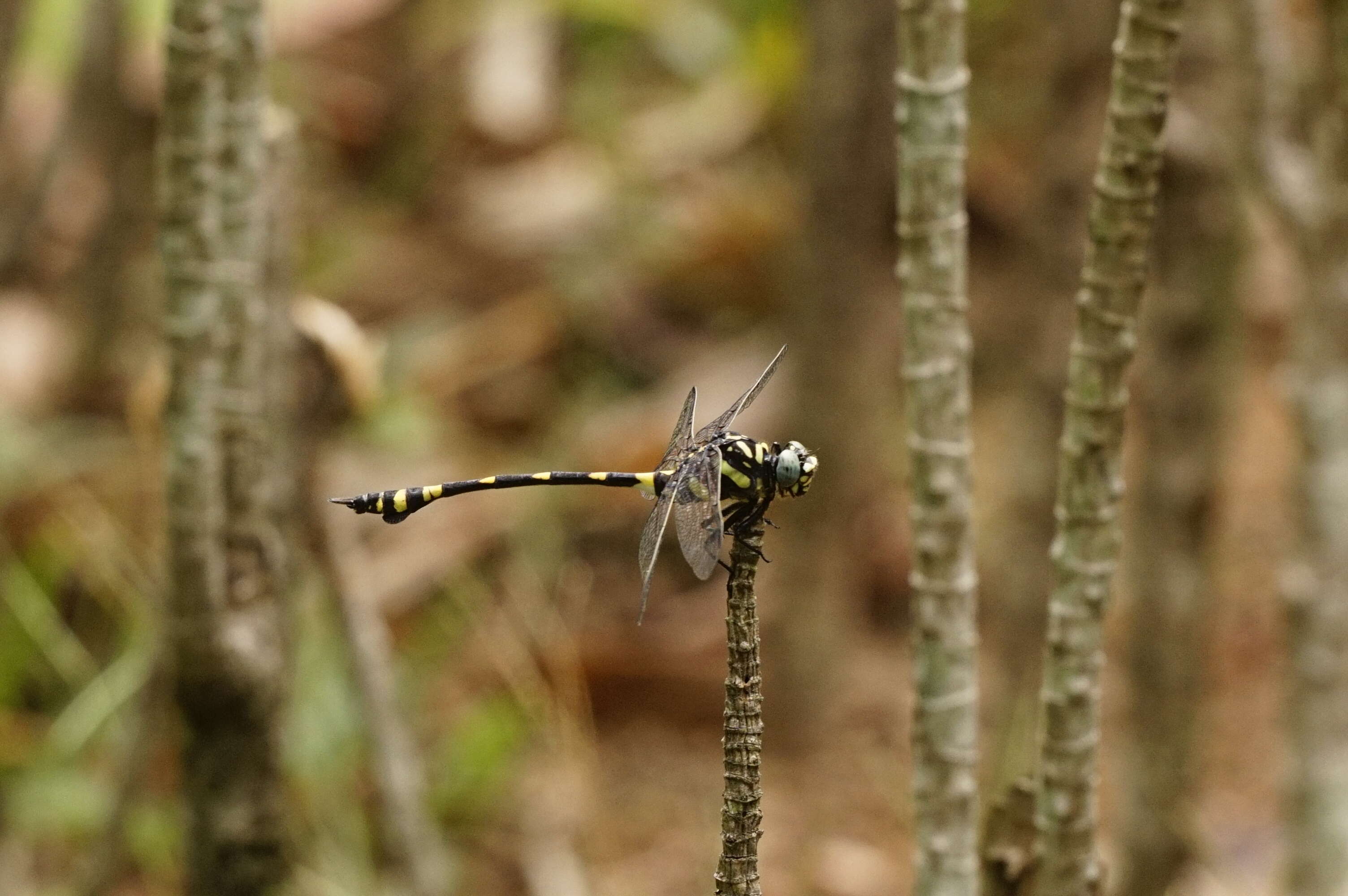 صورة Ictinogomphus rapax (Rambur 1842)