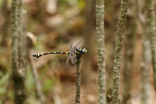 صورة Ictinogomphus rapax (Rambur 1842)